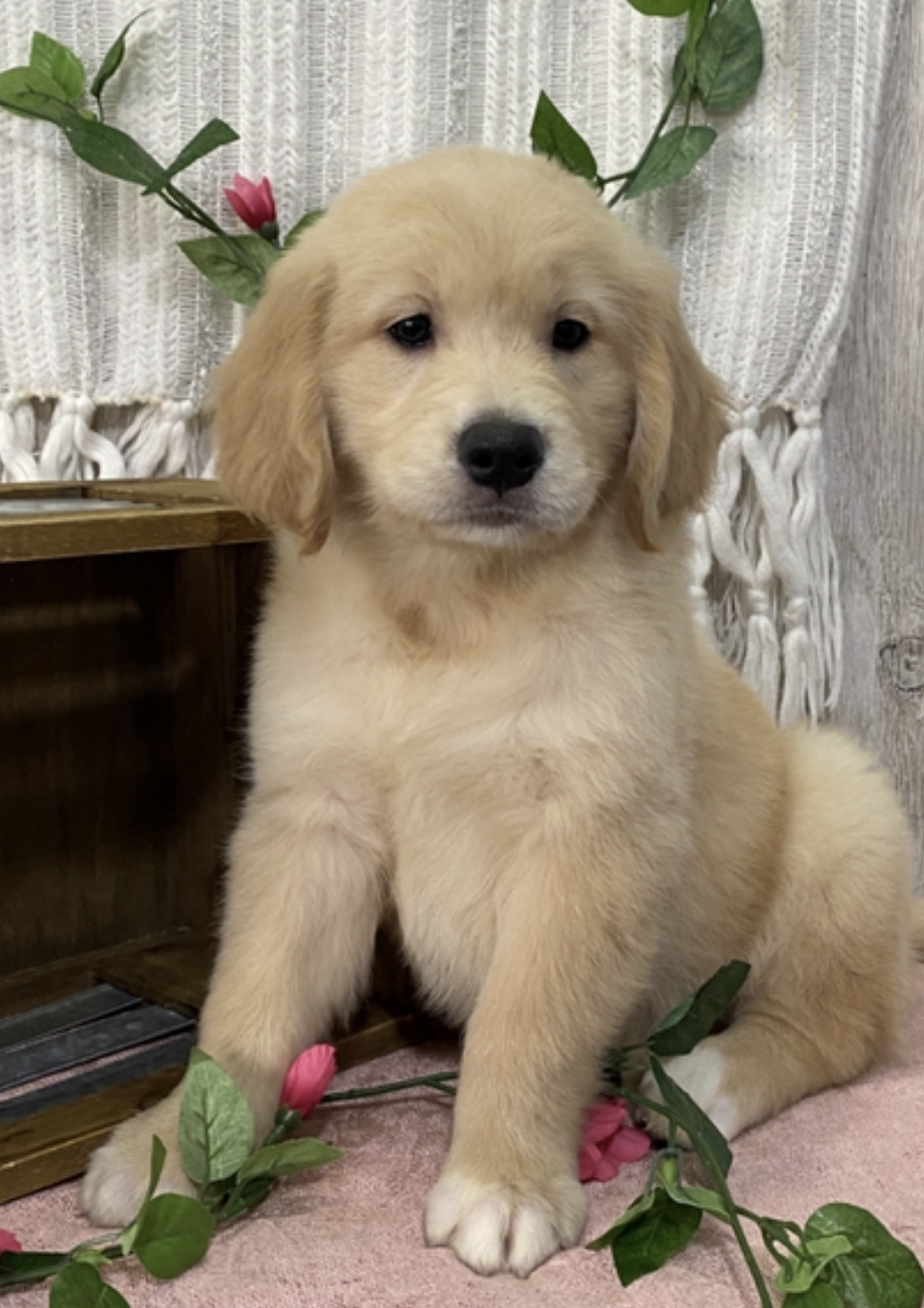 comprar cachorros sanos, baratos y asequibles para la venta
